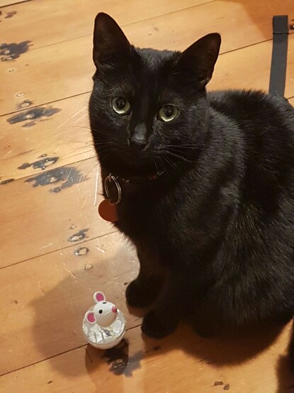 A black short haired cat, sitting, looking up at the camera, wearing a collar with an orange tag. She stands on a wooden floor with a plastic mouse shaped toy at her feet.