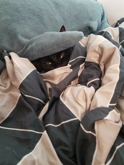 A photo of a black cat tucked into bed. Her head is poking up from the covers and her yellow eyes are slightly open looking at the camera. She is surrounded by a grey patterned duvet, and a blue plush shark is behind her, its fin resting on her head and her ear pokes up behind the fin.