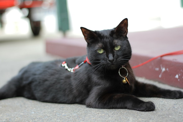 A black cat lying on concrete looking at the camera. She has green eyes, is wearing a collar with an orange tag and a gold bell attached, and a red leash. In the background are some blurry shapes.