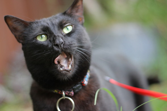 A black cat with her mouth open licking her lips. She is wearing a colourful collar with a keyring attached. She is looking slightly above the camera with her green eyes. The background is blurry green and maroon. A red leash and some blades of grass can be seen around her.