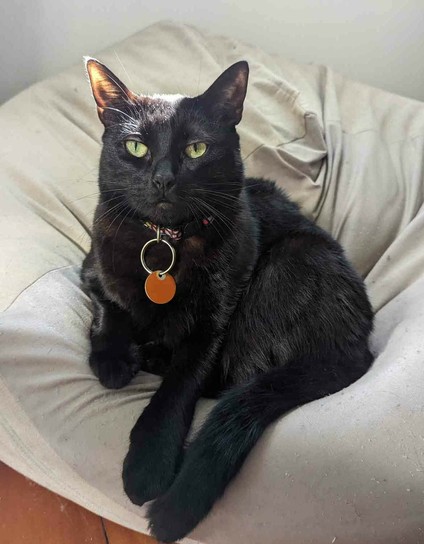A black cat sitting on a beanbag with the sun shining on her head. Her front paws and tail are out in front, and she is facing the camera with her bright green eyes. She has a colourful collar and an orange tag. The beanbag is a beige colour, with floorboards visible below it, and a grey wall behind. Her whiskers and shiny coat are quite visible in the lighting, and the sun's light shines through one of her big ears.