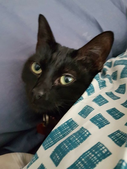 A black cat looking at the camera, tucked into bed. She has green eyes, and big ears pointing into the air. She's tucked into a bed with a white duvet with green squares, and a blue pillow her head is resting on.