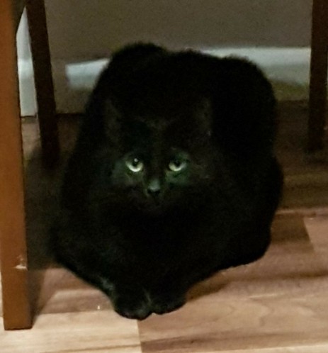 A black cat sat flat on the ground under some furniture, facing the camera. Her face is slightly lit and her green eyes and nose are visible, but the rest of her is mostly in shadow, a dark silhouette. The outline of her ears are just visible, and her front paws are together in front of her. The legs of some wooden furniture can be seen around her, the floor has a wood pattern, and the wall is white.