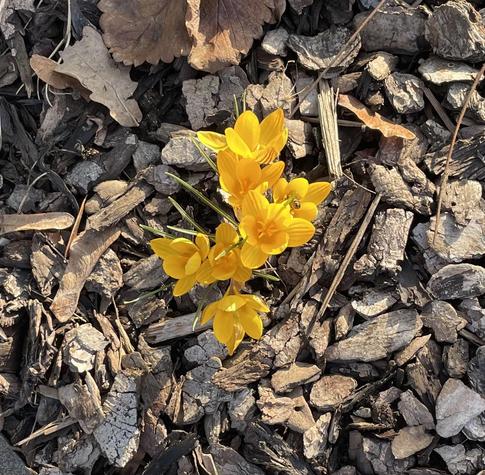 Gelbe kleine Blume mit einer Biene